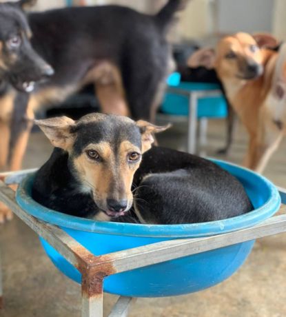 Protección para Perros y Gatos