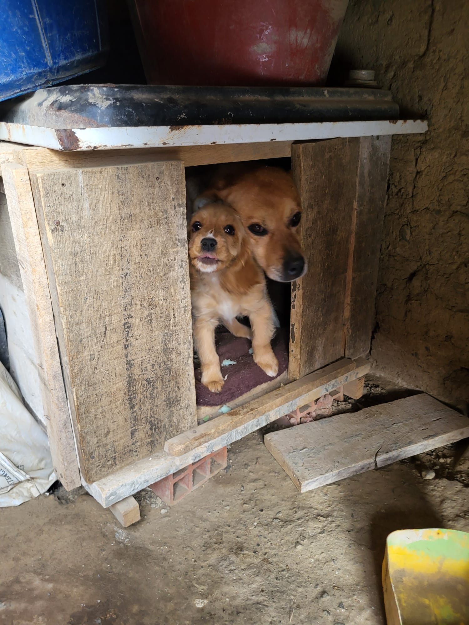 Proteccion Animal