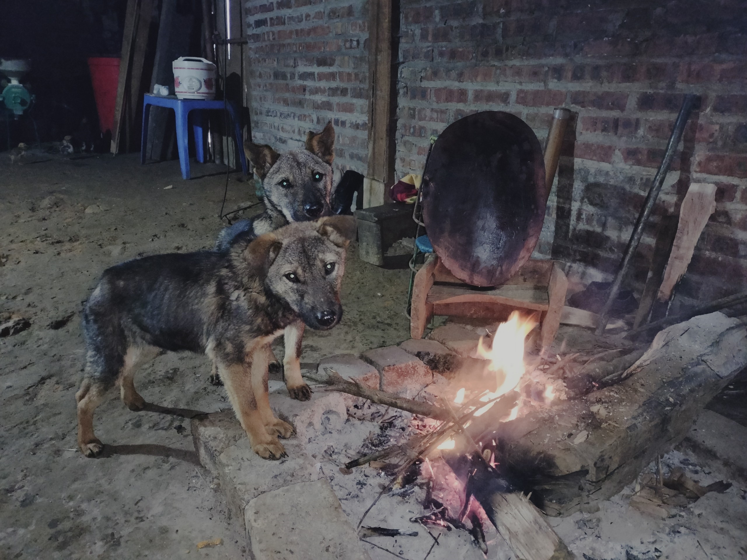 Proteccion Animal