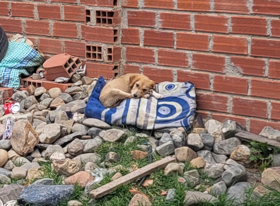 Proteccion Animal