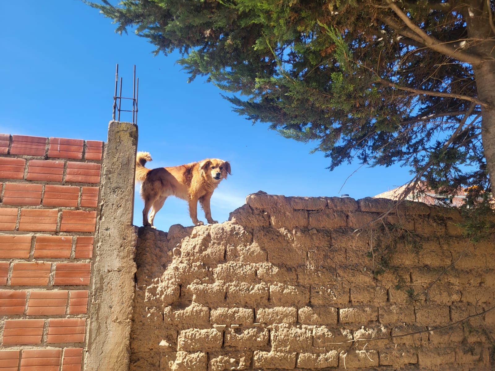 Proteccion Animal