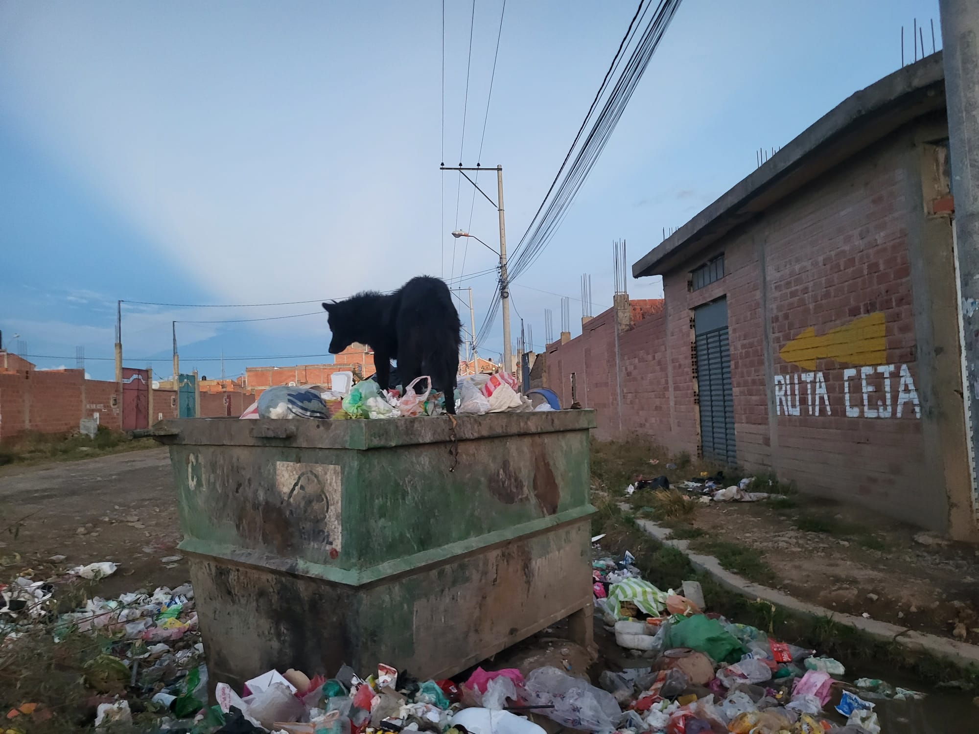 Protección para Perros y Gatos