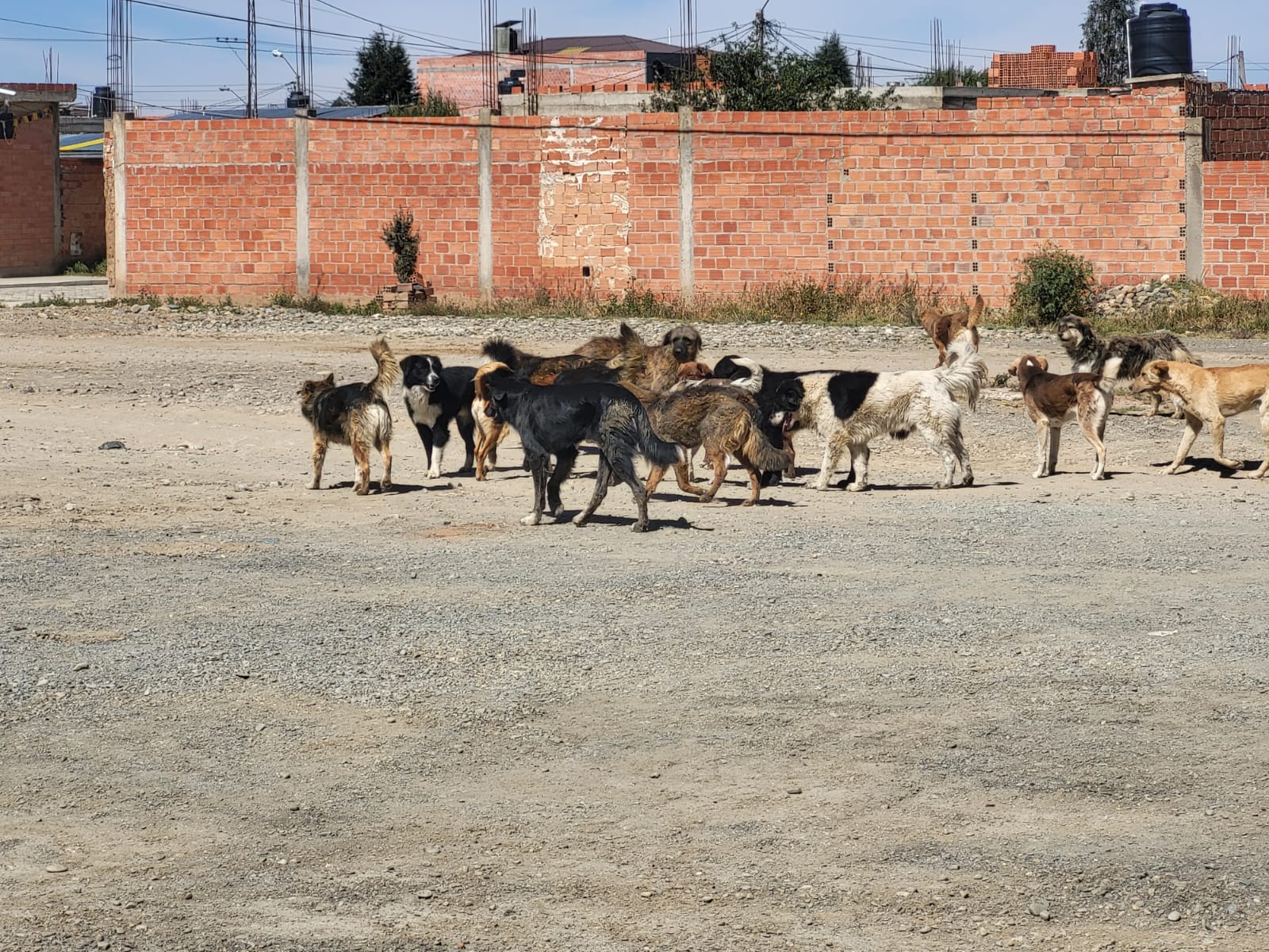 Proteccion Animal