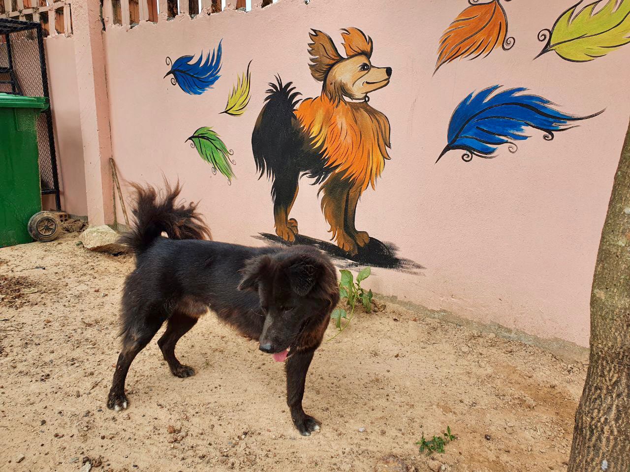 Proteccion Animal