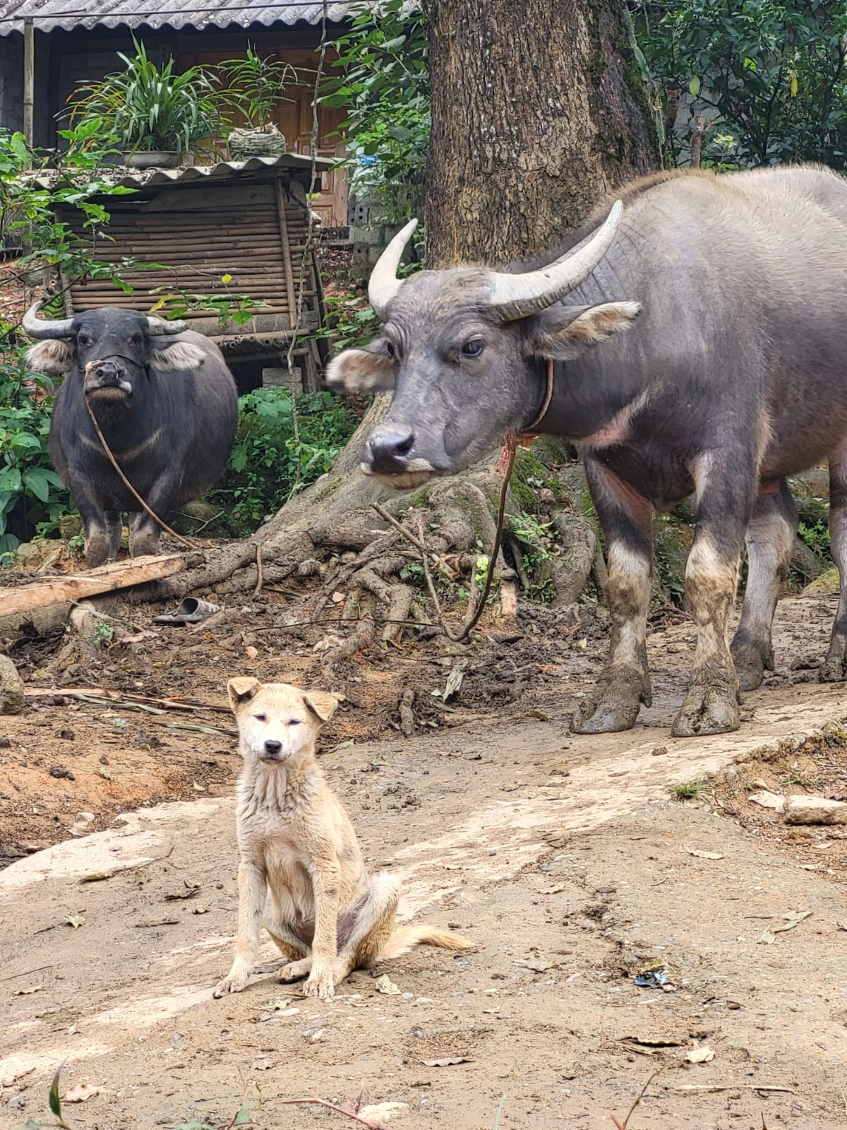 perro con vacas