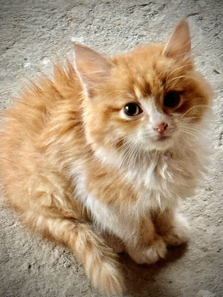 gato naranja ubi swiss