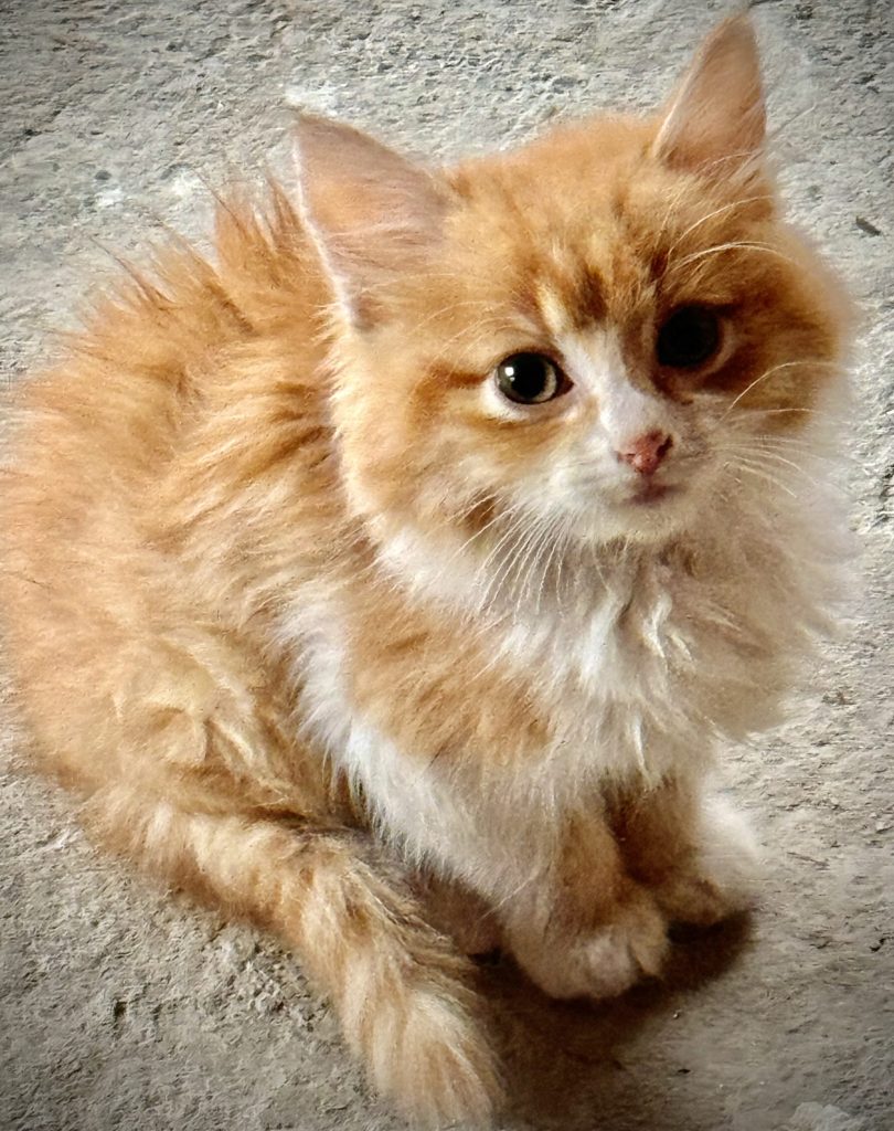 gato naranja ubi swiss
