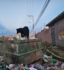 perro callejero ubi swiss perro callejero ubi swiss